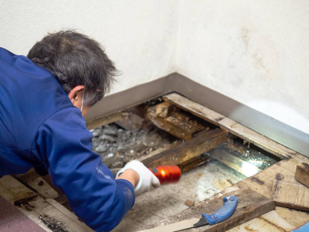 Best Mold Removal Company Near Me  in Palmhurst, TX