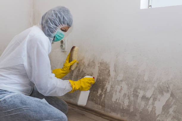 Best Crawl Space Mold Removal  in Palmhurst, TX