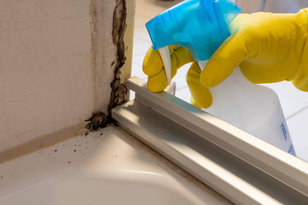 Best Toxic Mold Removal  in Palmhurst, TX