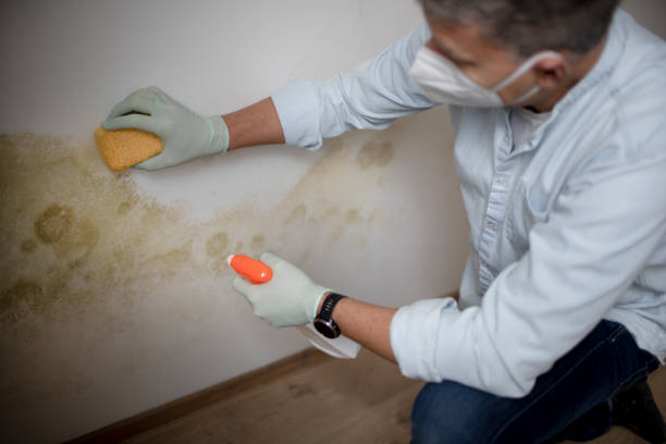 Best Mold Removal Company Near Me  in Palmhurst, TX