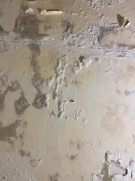 Best Professional Mold Removal  in Palmhurst, TX