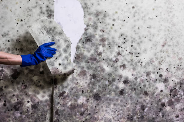 Mold Removal Process in Palmhurst, TX