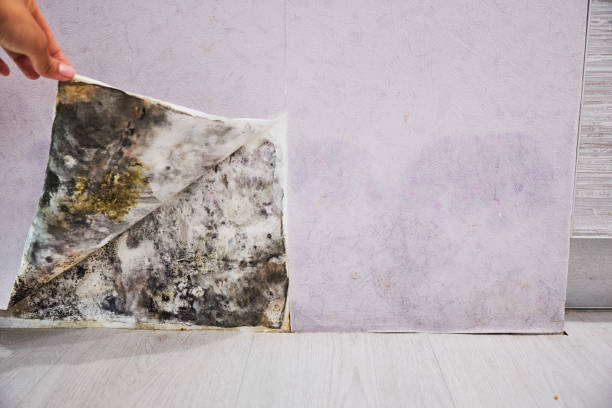 Best Fast Mold Removal  in Palmhurst, TX